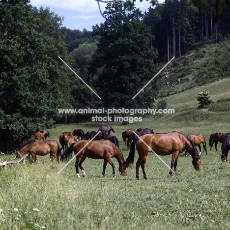 herd of Austrian half bred mares 