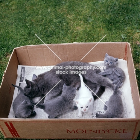 british blue cat with litter of blue kittens and one white foster kitten