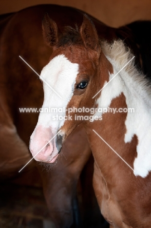 Skewbald foal standing in barn