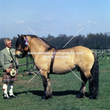 Swanniedene, Highland Pony stallion with owner in kilt at show