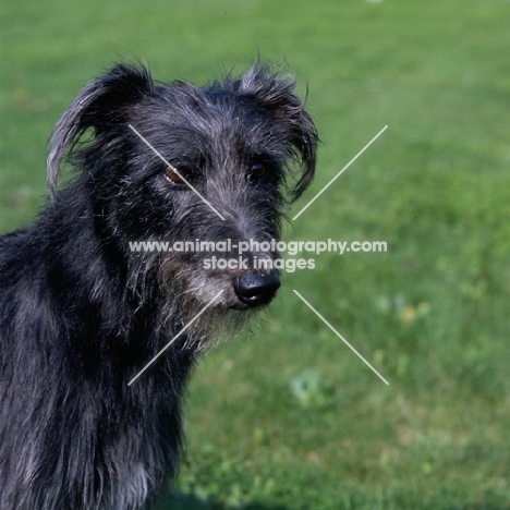 fern, lurcher looking sad