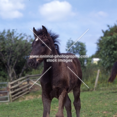 front view of dales pony foal