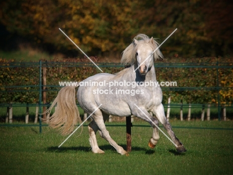 Welsh Mountain Pony (Section A) running