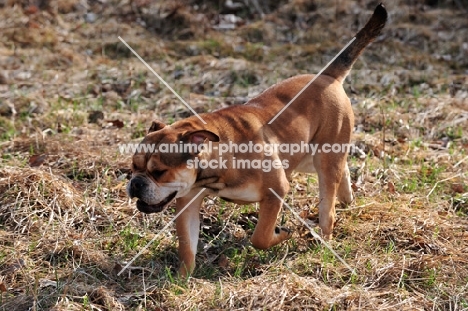 Continental Bulldog walking