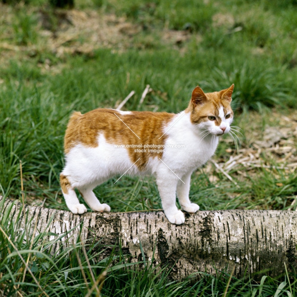 manx cat standing on a log