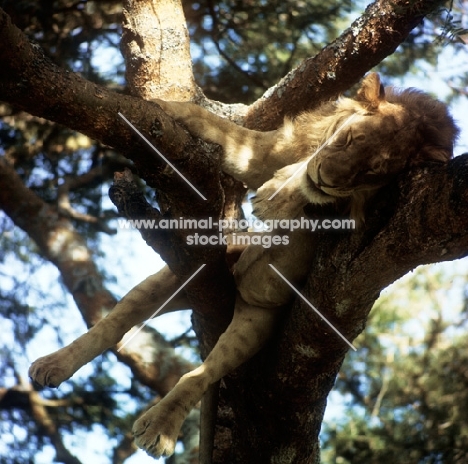 lion sleeping in a tree, queen elizabeth national park