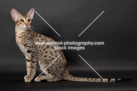 Serengeti cat sitting down, brown spotted tabby colour