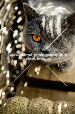 blue British Shorthair cat, looking at camera