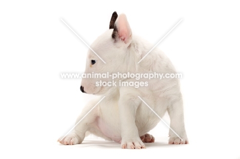 miniature Bull Terrier puppy on white background