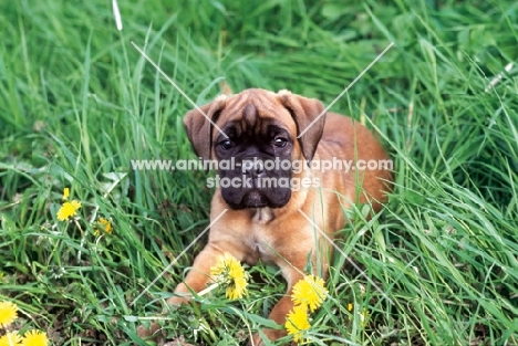 Boxer pupp looking lost