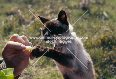 timothy, 17 year old seal point siamese cat pawing for cheese at a picnic