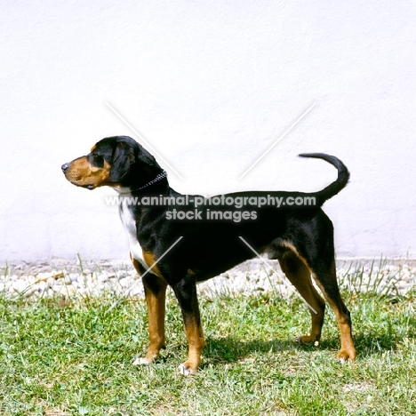 erdelyi kopov standing on grass