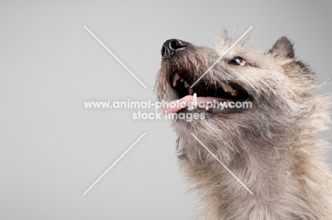 bottom view of wheaten Cairn terrier on gray studio background.
