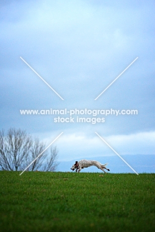 orange and white english setter running free on a green field