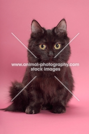 black longhair Munchkin