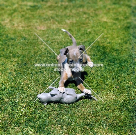 italian greyhound puppy lying on grass with a toy rat