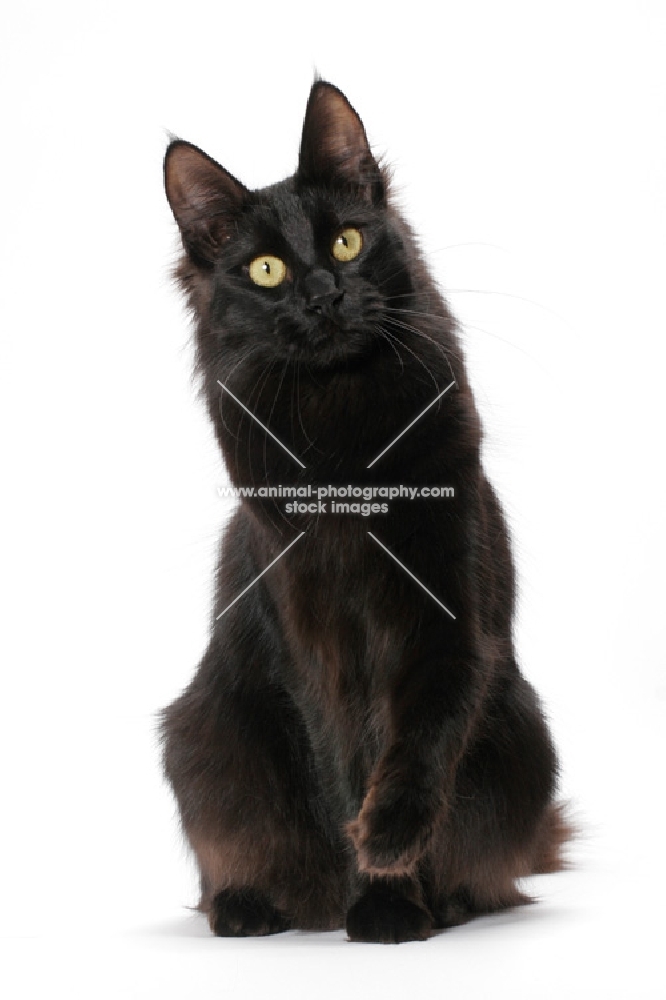 black Turkish Angora cat, looking away