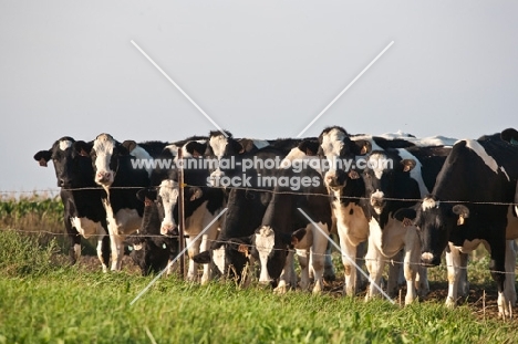 Friesian herd behind fence