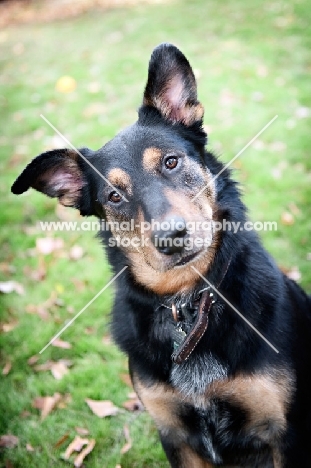 shepherd mix tilting head