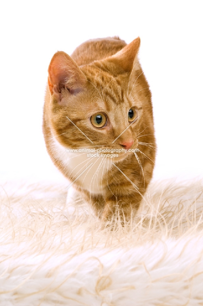 ginger tabby cat on a fluffy rug, white background
