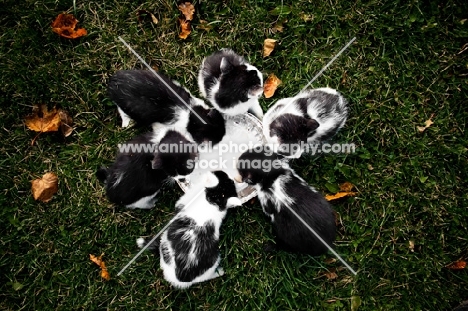 six kittens drinking milk from saucer