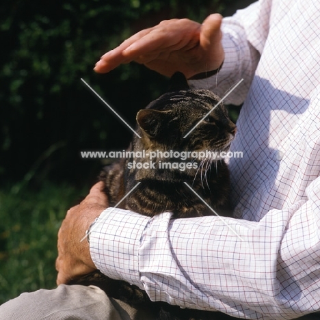 tabby cat, sam, being stroked