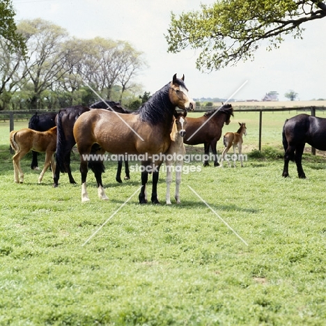 welsh cobs (section d) mares and foals  