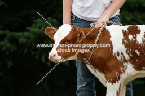 young girl holding a Red and White Holstein calf with a rope