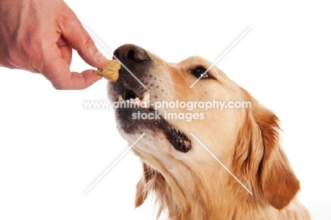 Golden Retriever reaching to eat a biscuit from owners hand.