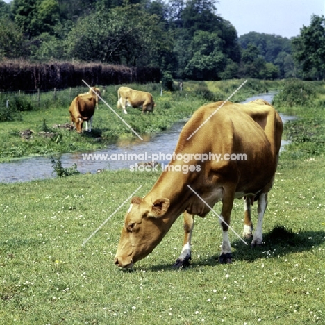 guernsey  cows grazing beside a stream