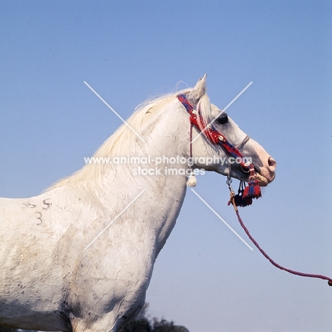 siglavy bagdady VI, Shagya Arab stallion head study with blue sky backdrop