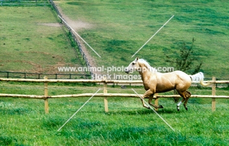 palomino mare cantering across field