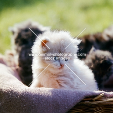 long haired cream Persian kitten in basket