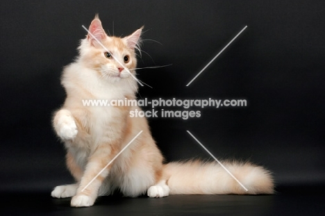 male Maine Coon cat one leg up, Red Silver Tabby & White