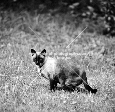 siamese cat 