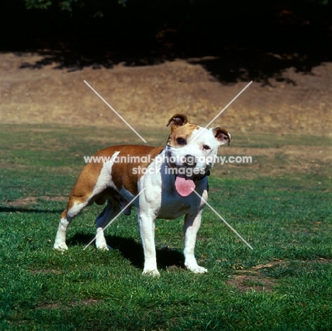 champion staffordshire bull terrier with patch over eye