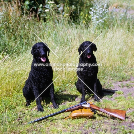 two champion curly coat retrievers waiting beside a rifle