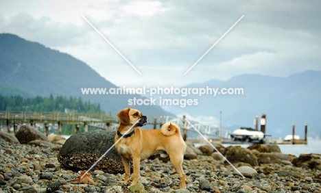 Puggle (pug cross beagle, hybrid dog) near lakeside