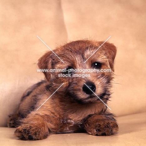 norfolk terrier puppy laying in a chair
