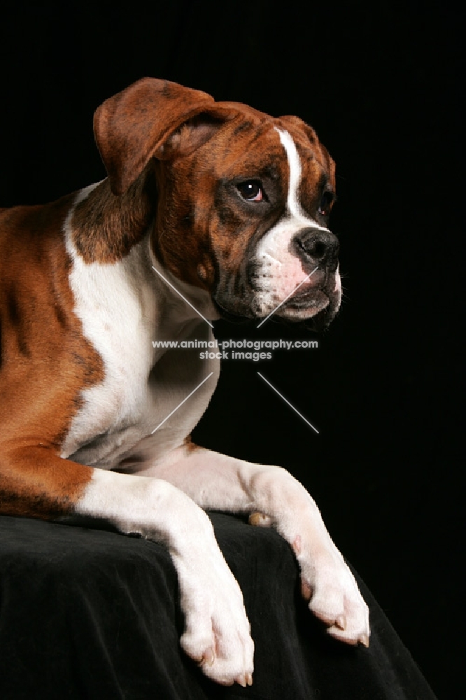 boxer lying on black platform