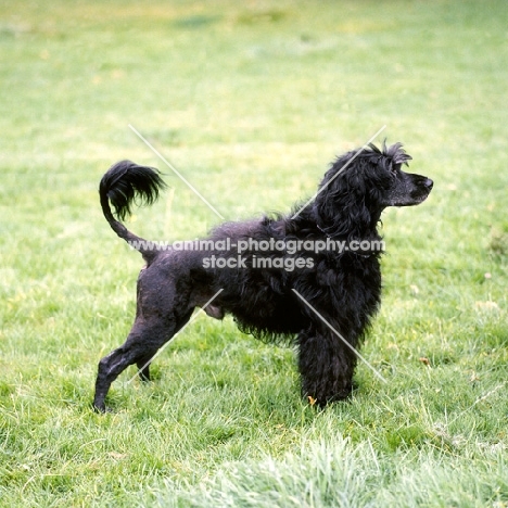 side view of portuguese water dog standing on grass