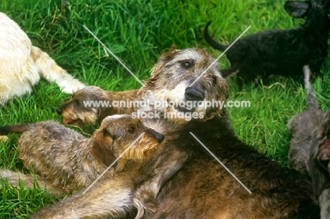 irish wolfhound surrounded by miniature wire dachshunds from drakesleat kennels