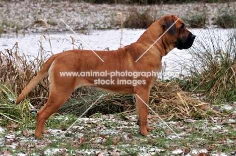 Boerboel, posed