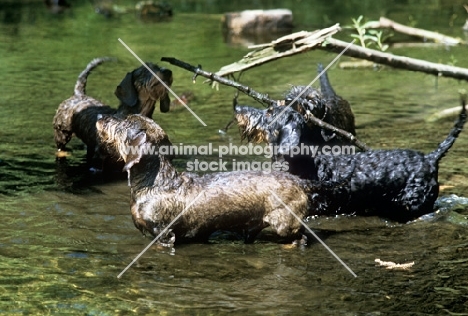 miniature wirehaired dachshunds standing in water
