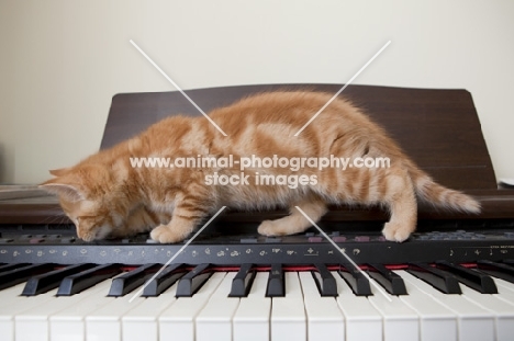 ginger kitten walking across piano keys