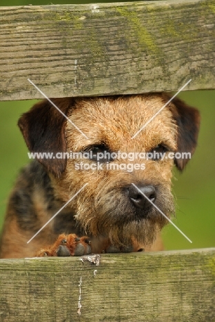 Border Terrier behind fence