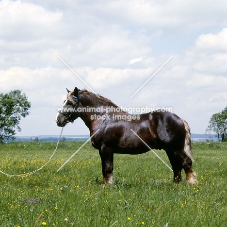 murakozi stallion in hungary