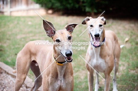 two fawn greyhounds standing in grass