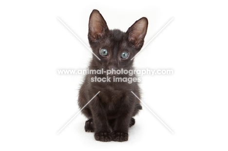 cute black Peterbald kitten