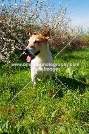 Jack Russell terrier in spring